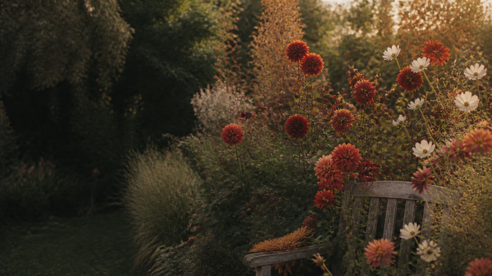 An autumn garden filled with dahlias in the evening light